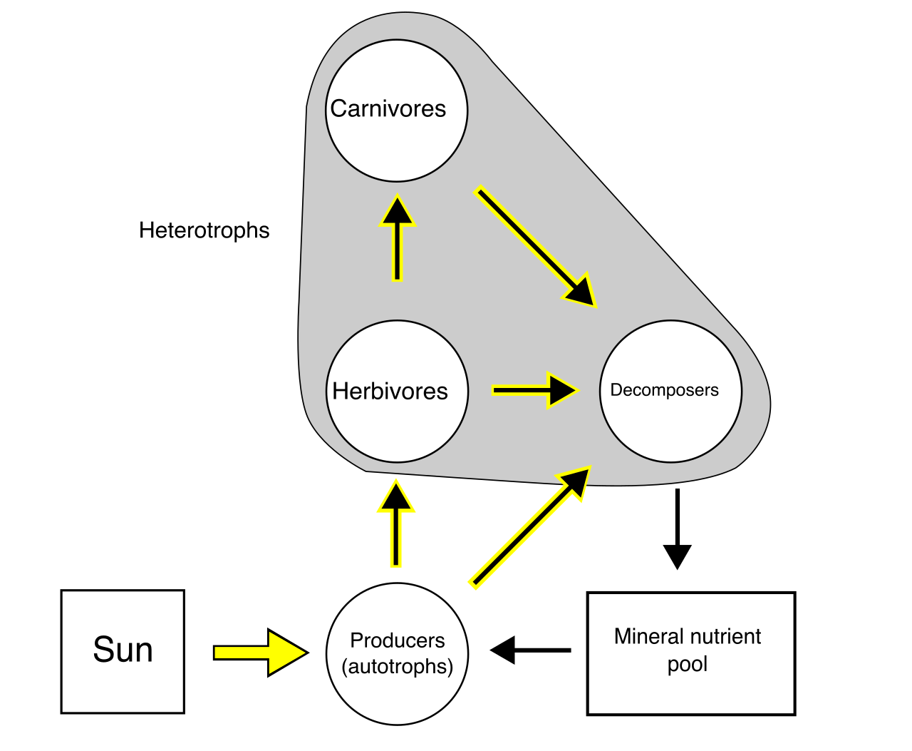 A food web diagrams the interconnected, unidirectional flow of energy and the cyclical flow of nutrients through various trophic levels, from producers to apex predators and decomposers.