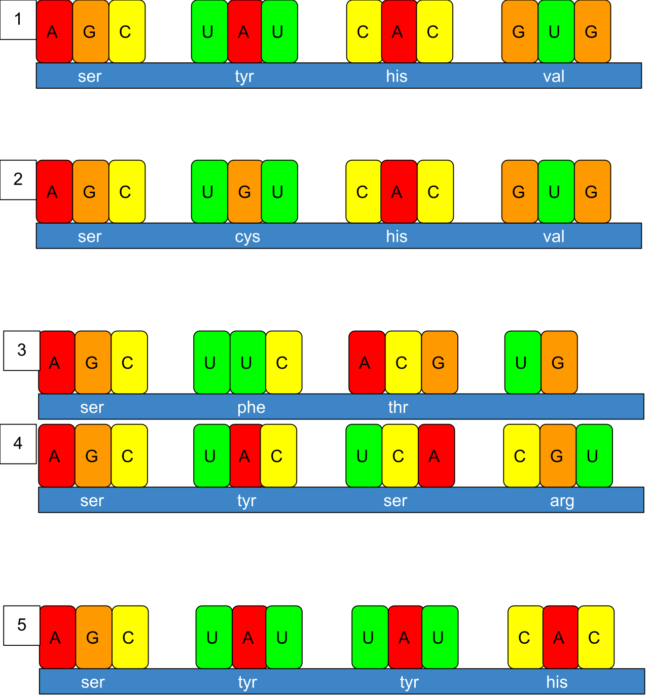 Genetic mutations represent alterations in the sequence of nucleotides. Deletions, insertions, or point mutations can alter the resulting protein sequence or serve as raw material for evolution.