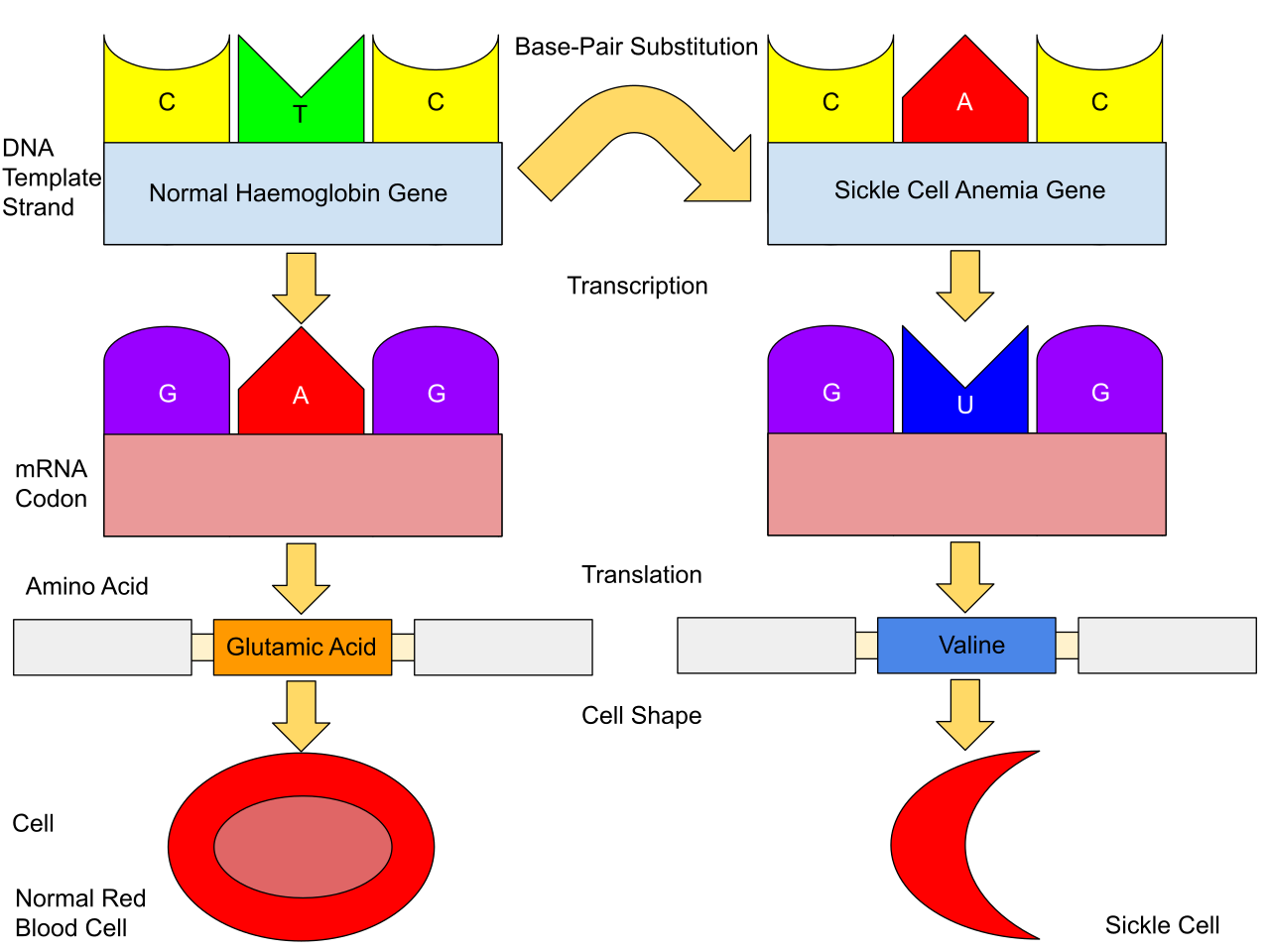 A single substituted base pair in the genetic sequence alters the resulting hemoglobin protein, which is the underlying molecular cause of sickle cell anemia.