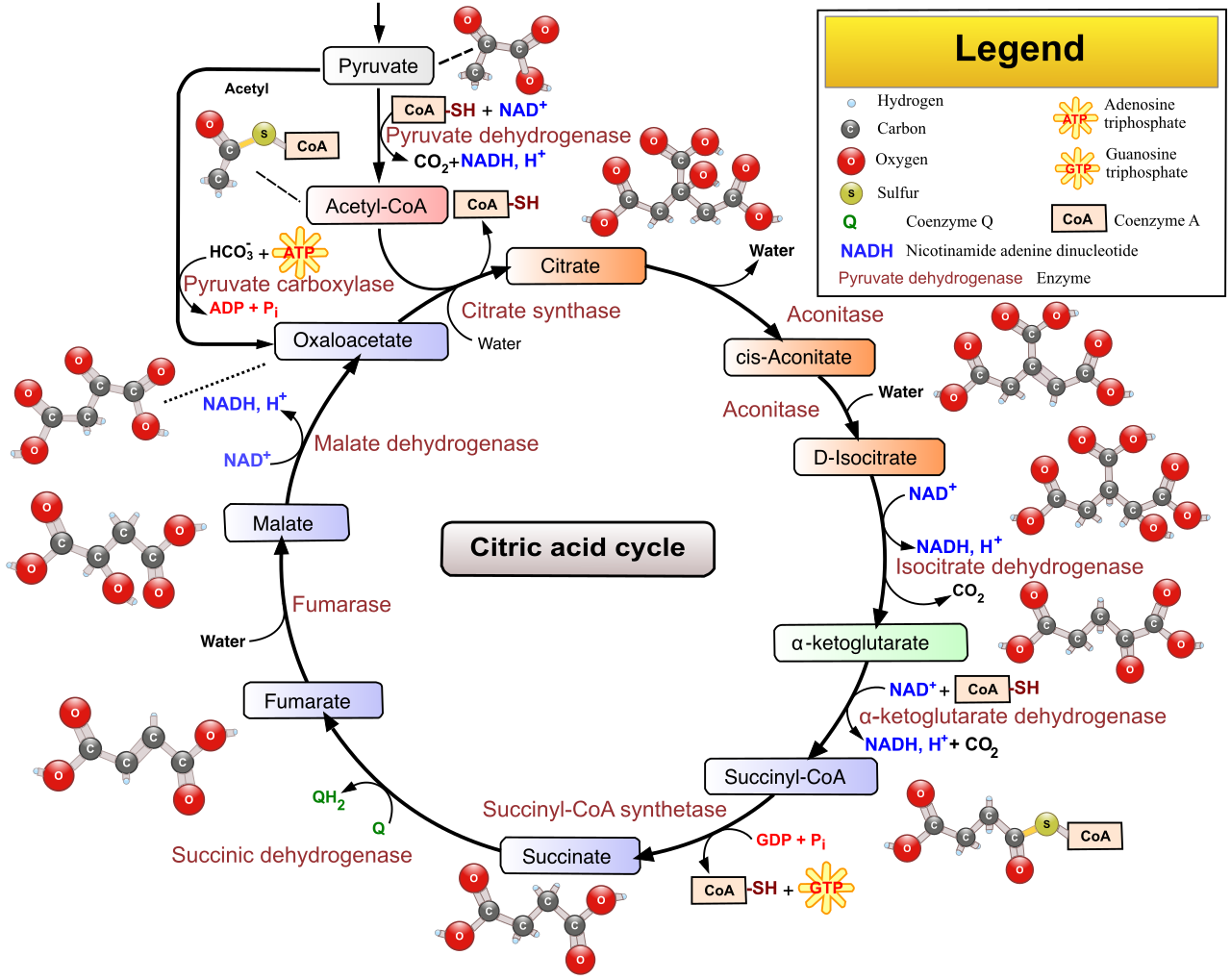 The Citric Acid Cycle systematically oxidizes the acetyl group from Acetyl-CoA, extracting high-energy electrons into NADH and FADH2 while releasing carbon dioxide as metabolic waste.