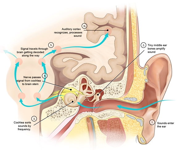 Unlike phonics, which depends on visual decoding, phonological awareness is a purely auditory skill that relies on the mechanical processing of sound.