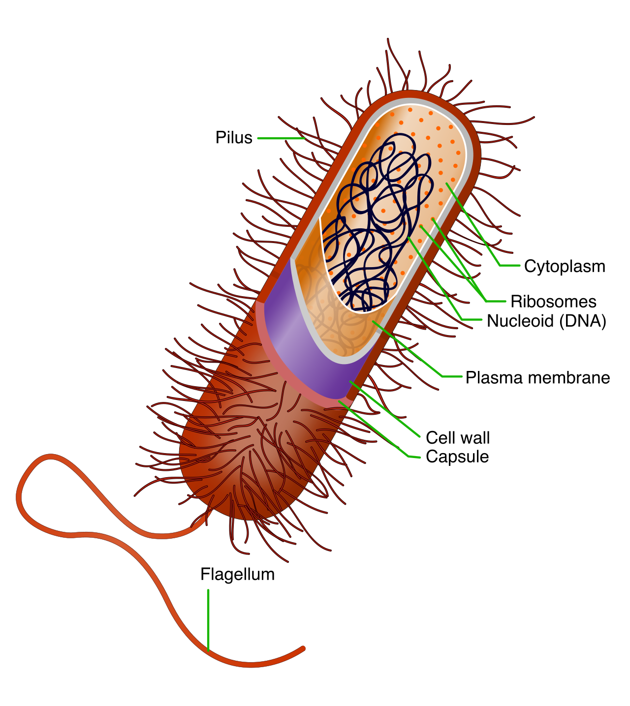 Generalized structure of a prokaryotic cell, highlighting the nucleoid region, protective peptidoglycan cell wall, and auxiliary plasmids.