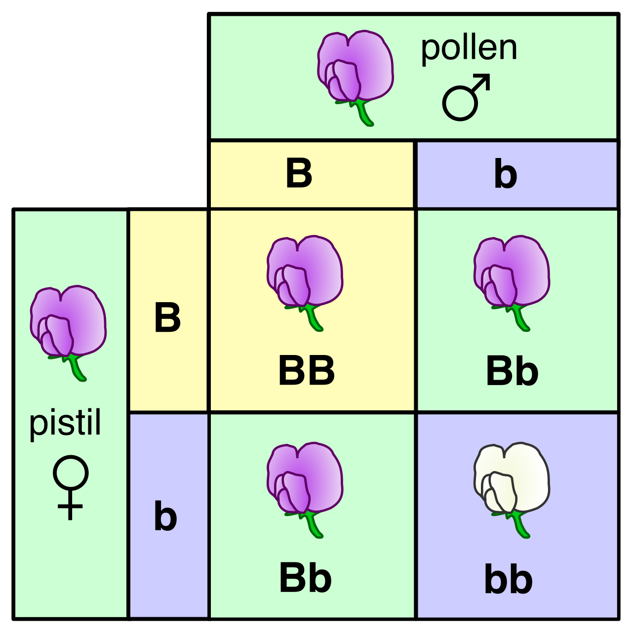 A monohybrid cross between two heterozygous pea plants (Bb × Bb). The resulting Punnett square visualizes the predicted 1:2:1 genotypic ratio and 3:1 phenotypic ratio.