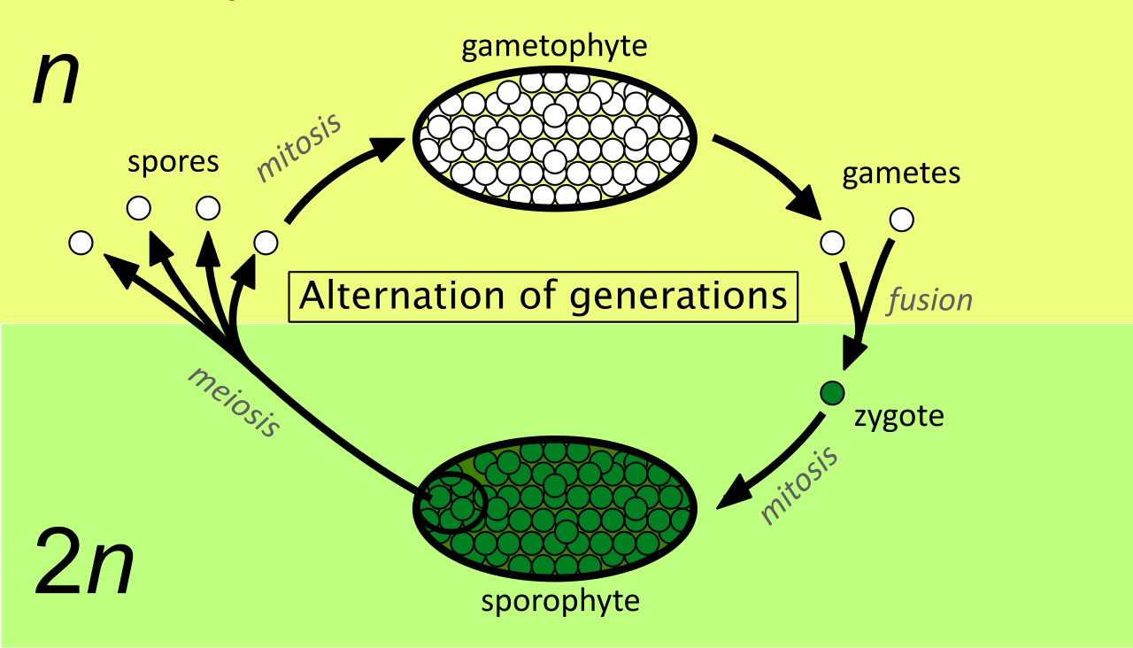 The alternation of generations in plants involves a continuous cycle between a multicellular diploid sporophyte phase and a multicellular haploid gametophyte phase.