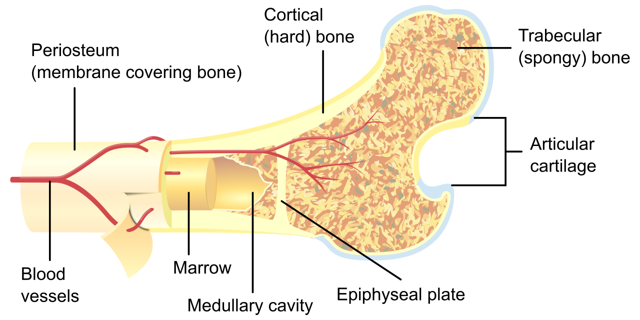 Cross-section diagram of a long bone illustrating the dense outer layer of compact (cortical) bone surrounding the highly porous, trabecular interior lattice of spongy (cancellous) bone.