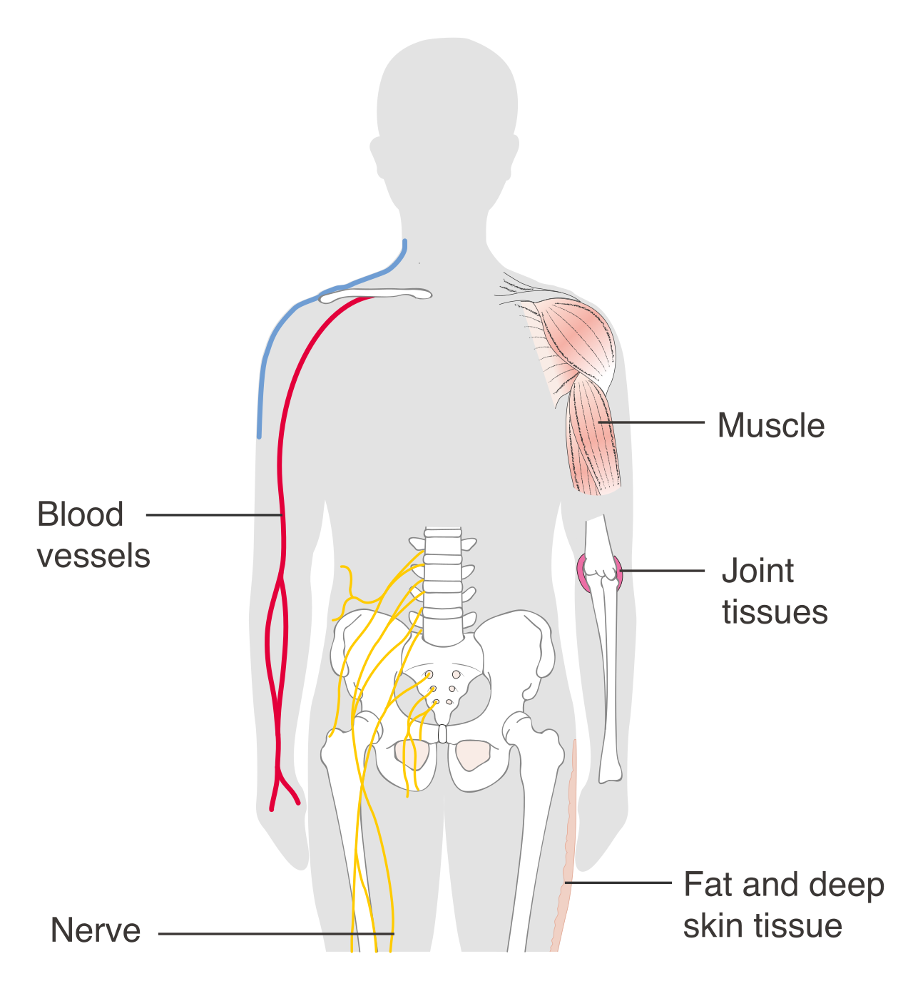 The four basic tissue types of the human body—epithelial, connective, muscle, and nervous—act as the biological fabrics that combine to form all structures and organs.