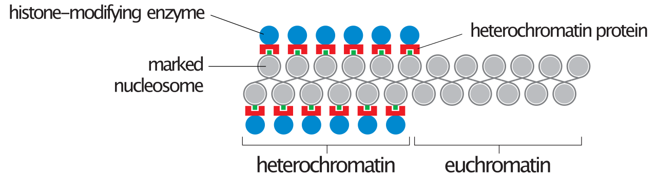 Comparison of transcriptionally active euchromatin, which is loosely packed to permit enzyme access, and transcriptionally silenced heterochromatin, which is densely condensed.