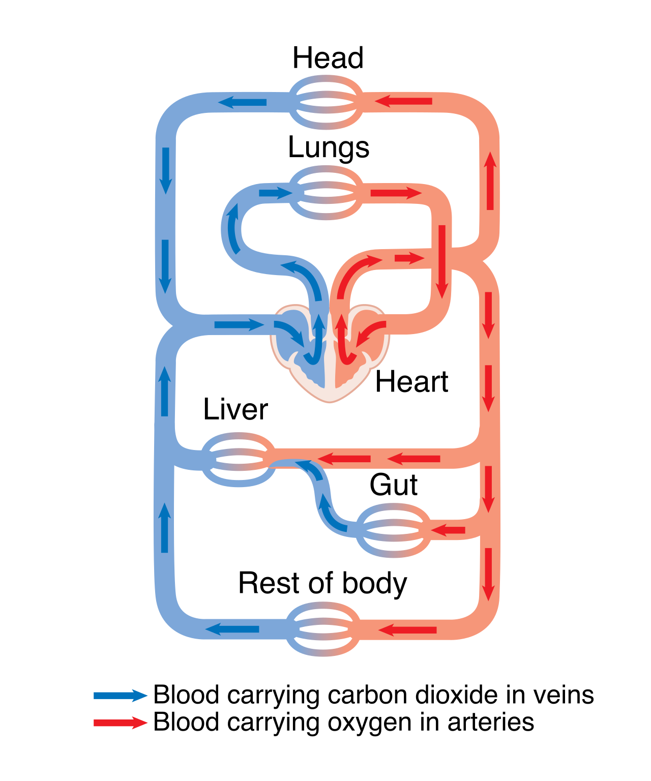 The human circulatory system, which acts as the body's transport network to deliver oxygenated blood to tissues.