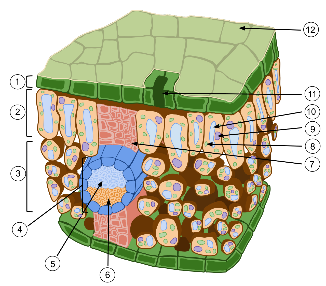 Cross-section of a typical leaf revealing its stratified mesophyll: densely packed palisade cells at the top maximize photon absorption, while loosely arranged spongy mesophyll cells below facilitate efficient gas exchange.