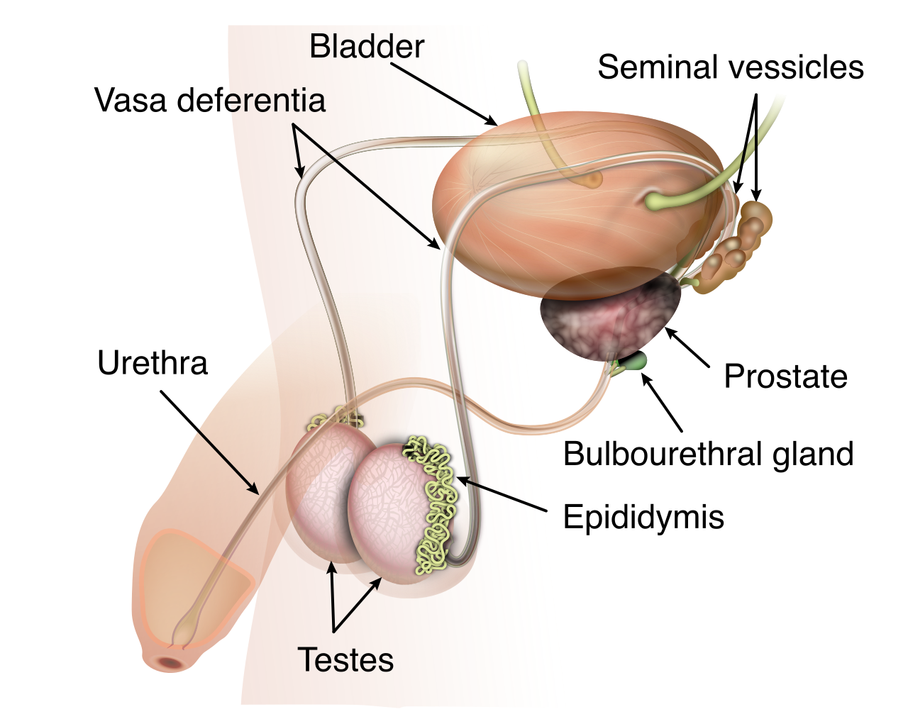 Sagittal cross-section of the male reproductive system, detailing the anatomical pathway of sperm from the testes through the epididymis, vas deferens, and out the urethra.