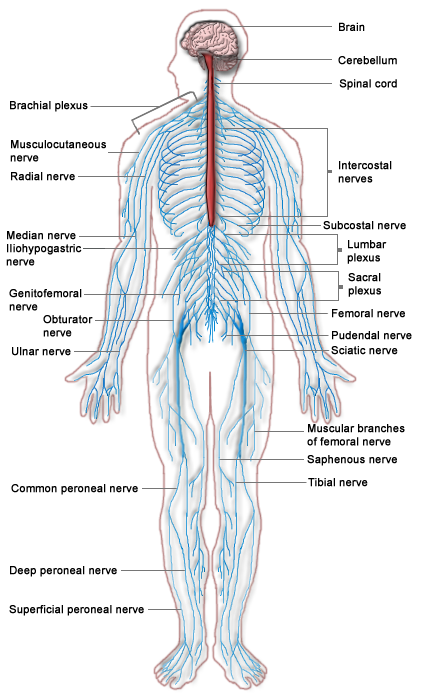Diagram of the human nervous system outlining the central command centers (the brain and spinal cord) and the vast branching network of the peripheral nervous system.