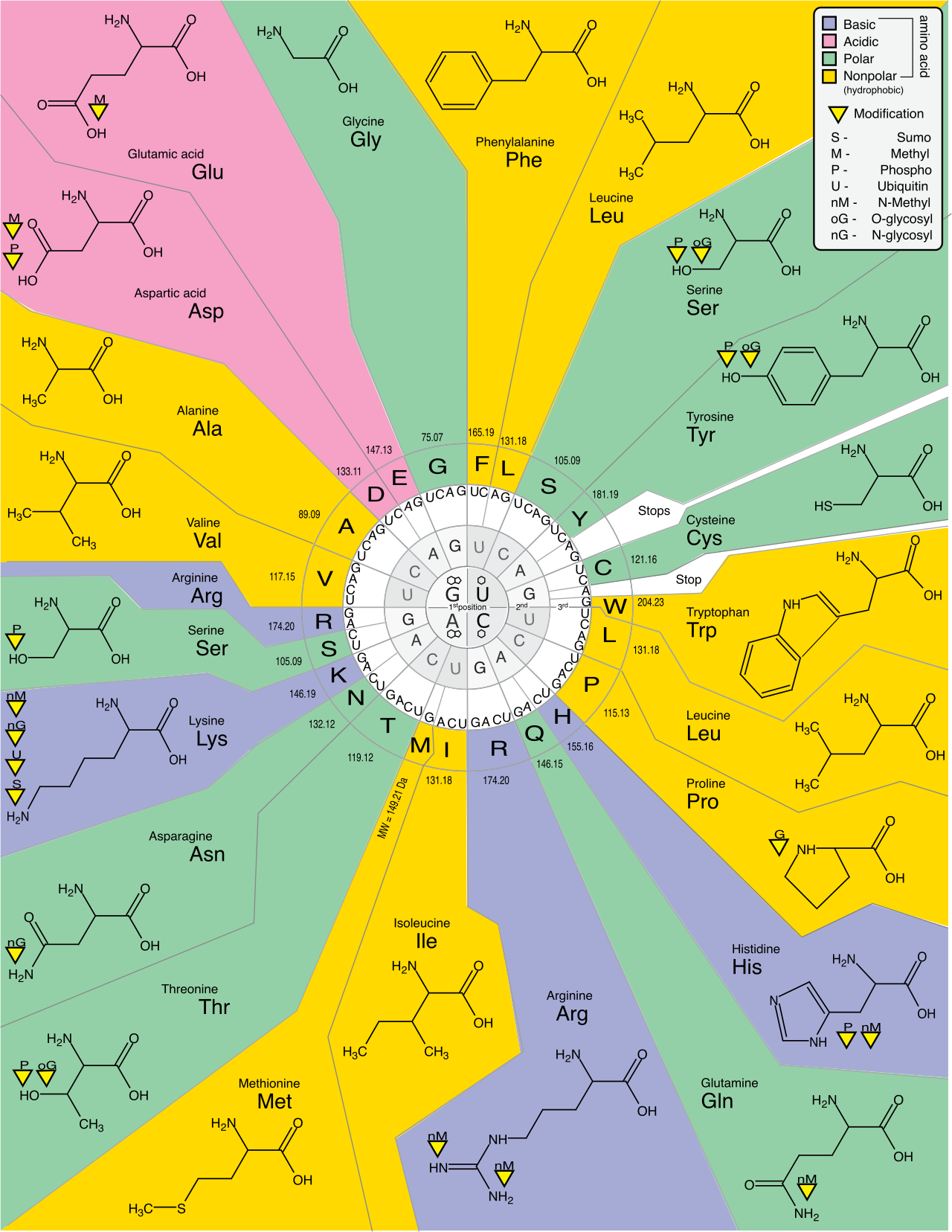The standard genetic code chart mapping three-letter mRNA codons to their corresponding amino acids. The code is highly redundant but unambiguous.