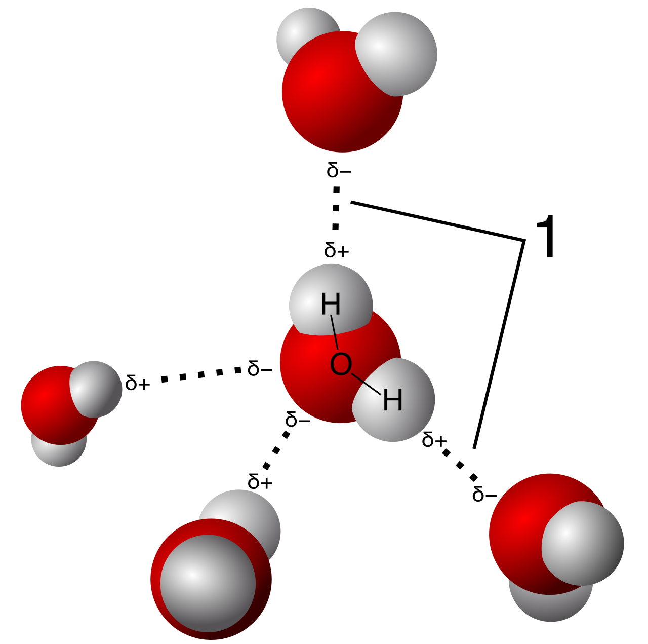 Hydrogen bonding between water molecules. The partially positive hydrogen atoms of one molecule are attracted to the partially negative oxygen atoms of adjacent molecules, establishing a vast network of weak bonds.
