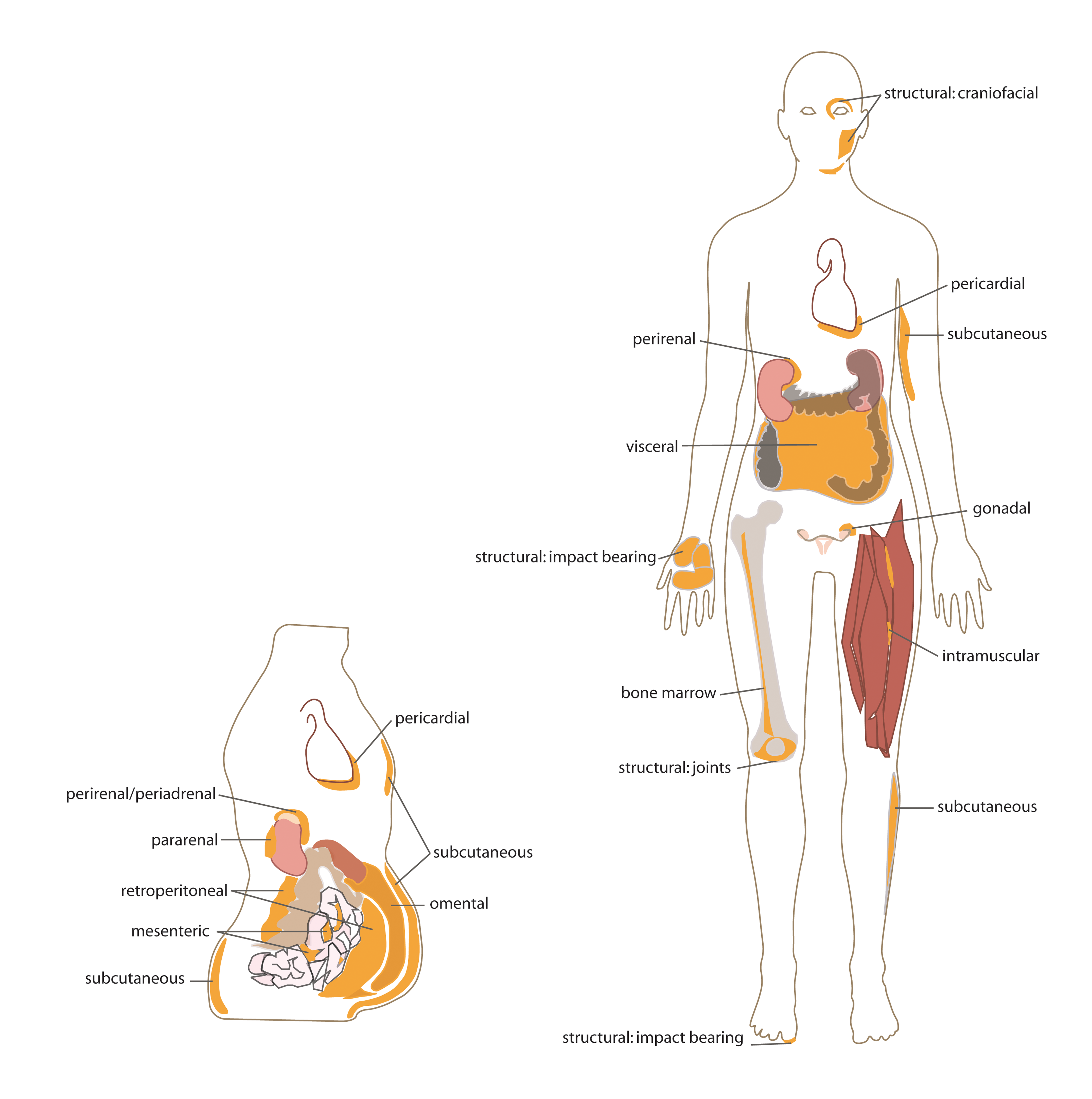 Distribution of white adipose tissue in the human body. Excess visceral fat wrapped around internal organs significantly increases the risk for cardiometabolic disease.