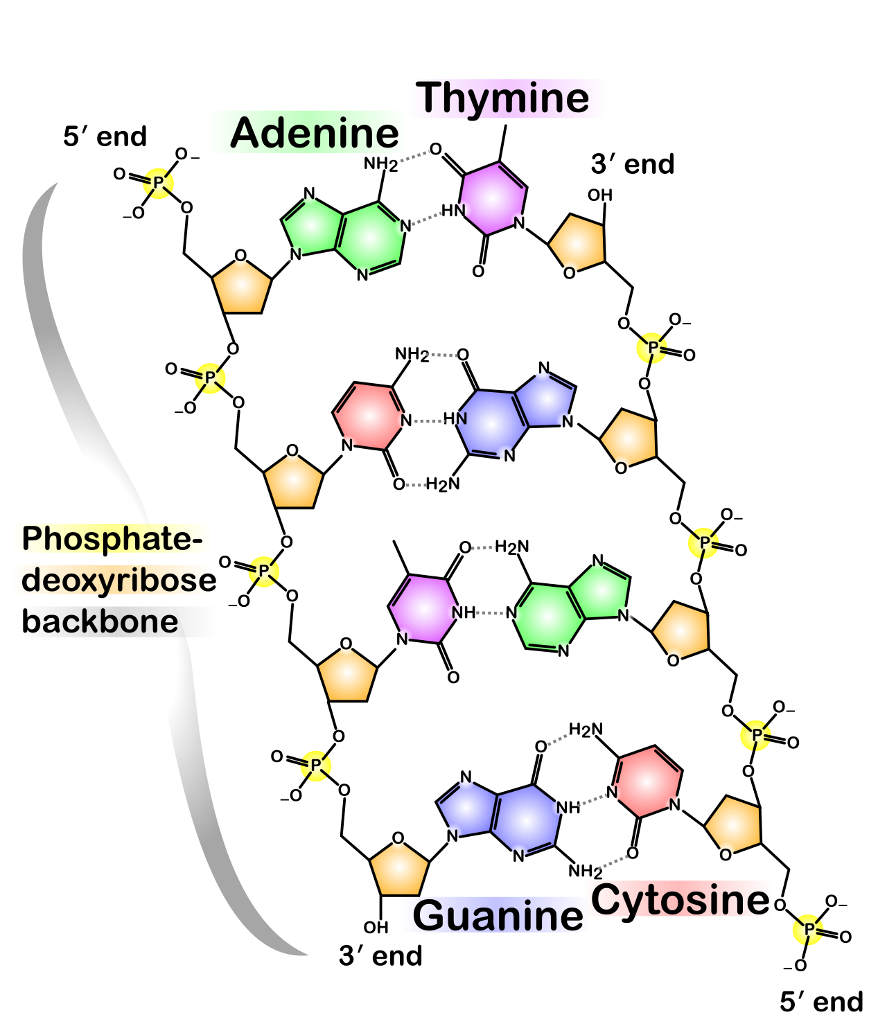 The molecular structure of the DNA double helix, showing the nucleotide bases connecting the two twisting sugar-phosphate strands.