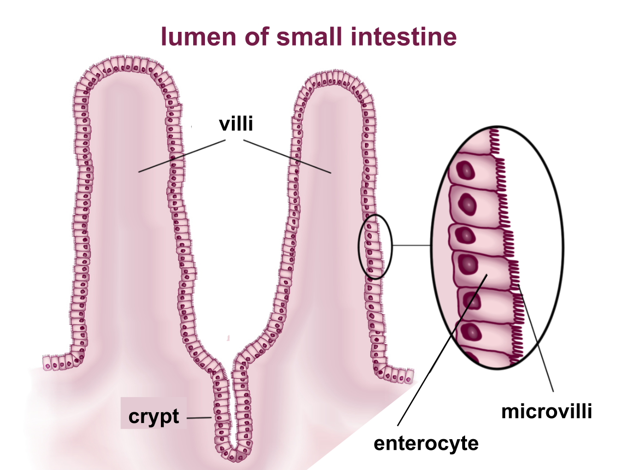 Diagram showing the intestinal villi and their cellular microvilli, structures specifically adapted to vastly increase the surface area for nutrient absorption.
