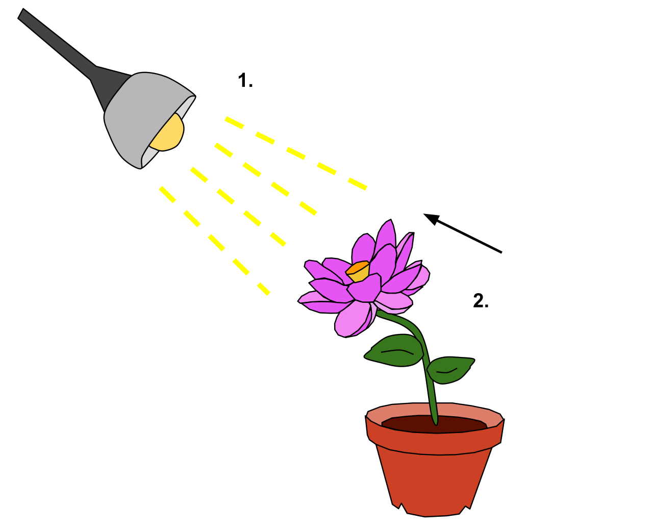 Plants demonstrate vital responsiveness to environmental stimuli through phototropism, actively bending and directing their growth toward a light source.