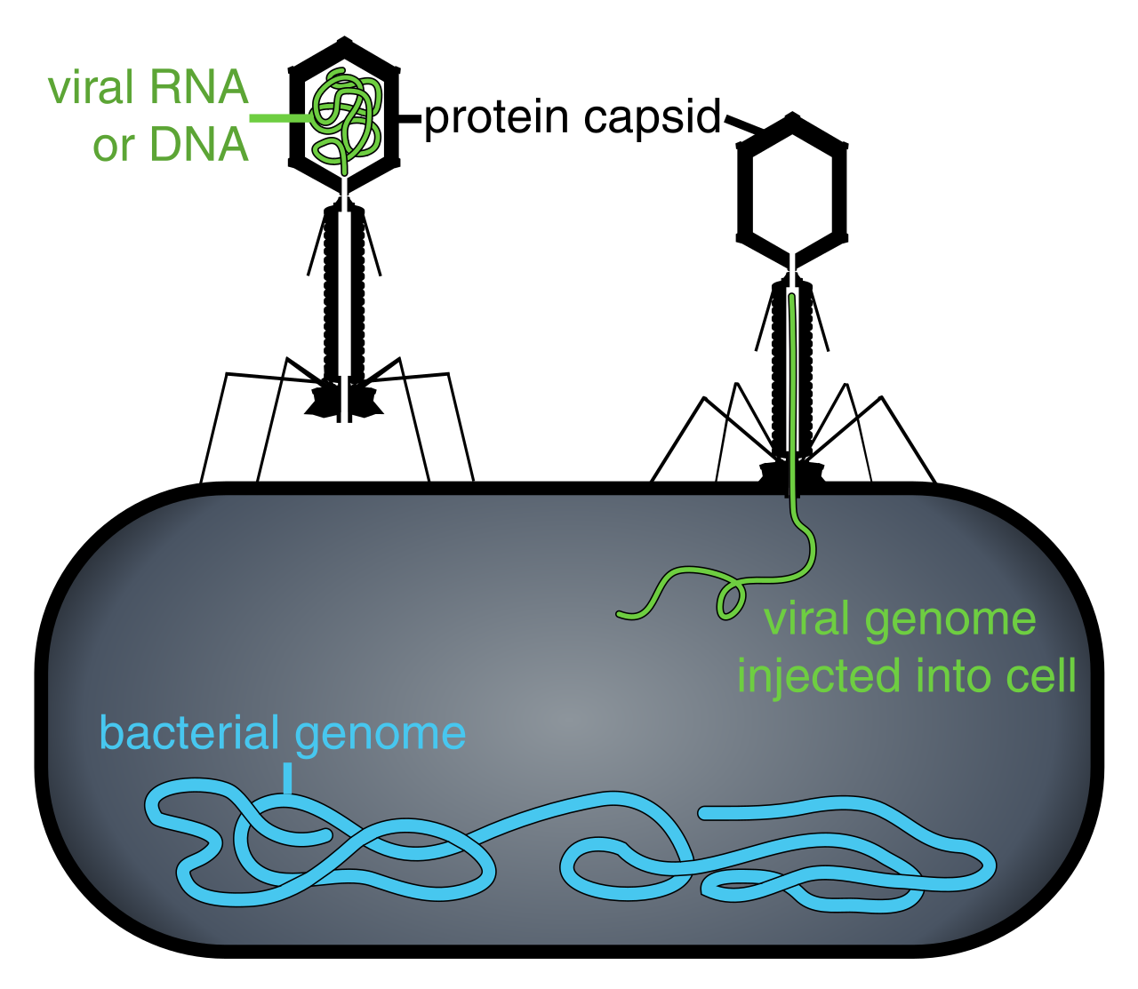 Like a biological virus injecting its minimal genetic payload into a host to hijack native cellular machinery, modern cyber attacks leverage native operating system tools to execute malicious instructions without deploying custom executables.