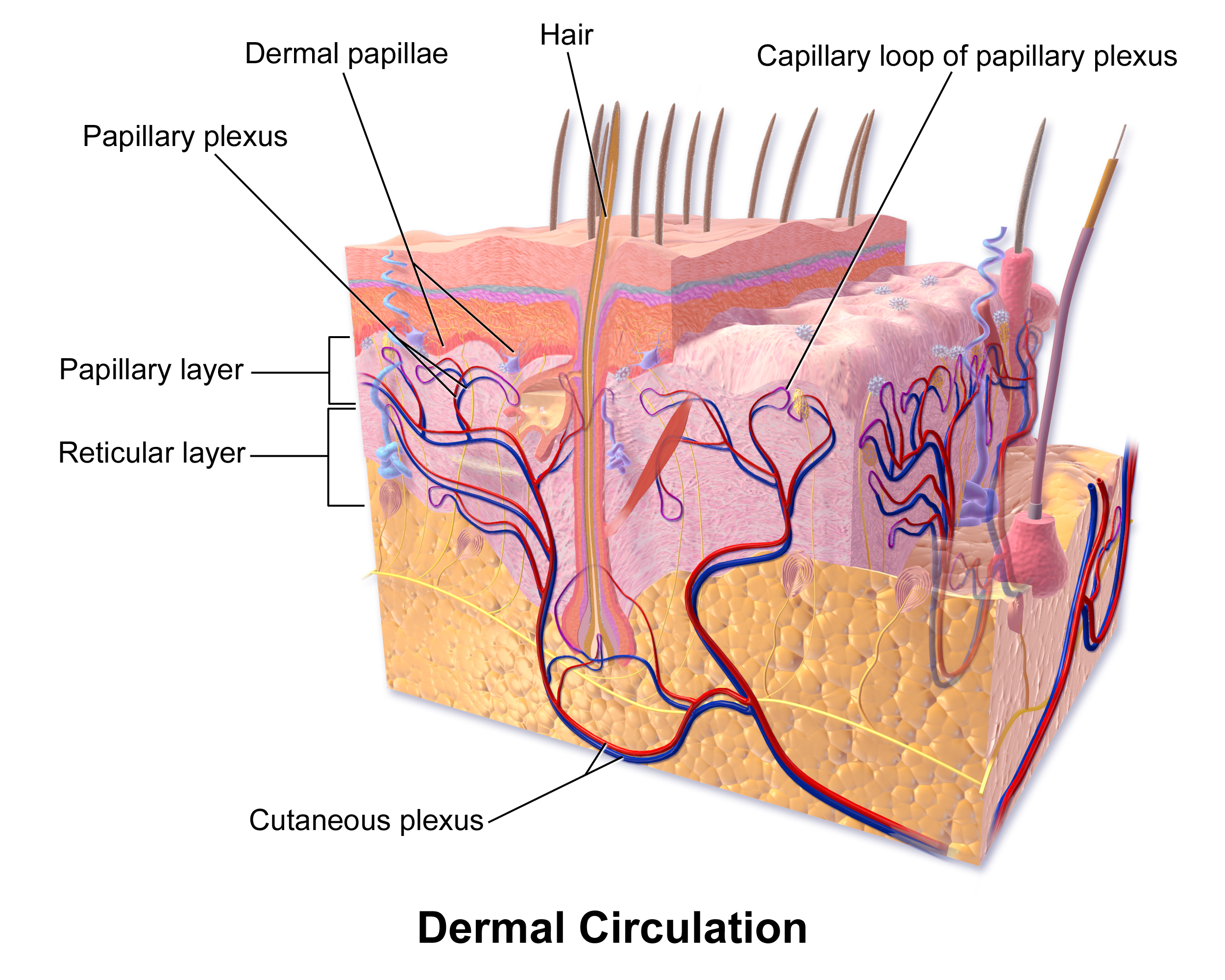 Illustration of the dermis highlighting its rich vascular network and embedded accessory structures like hair follicles, sweat glands, and sensory nerves.