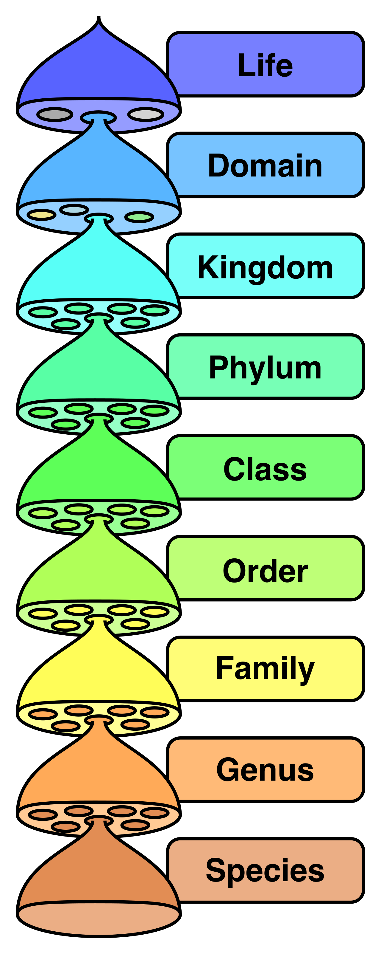 Diagram illustrating the biological classification hierarchy from the most inclusive domain to the most specific species.