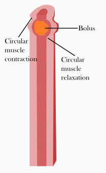 Normal peristalsis involves rhythmic contractions that propel chyme through the gastrointestinal tract. Surgical trauma and anesthesia temporarily paralyze this mechanical wave.