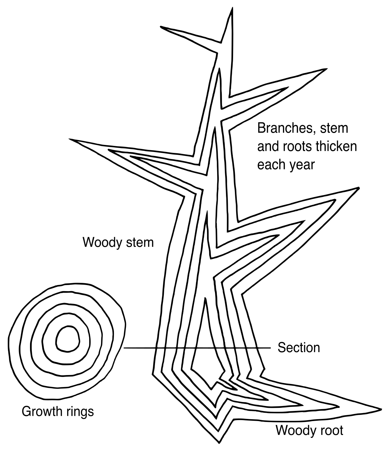 Secondary growth in a woody plant body. Lateral meristems, specifically the vascular cambium and cork cambium, continuously add new layers of tissue, increasing the plant's girth over time.