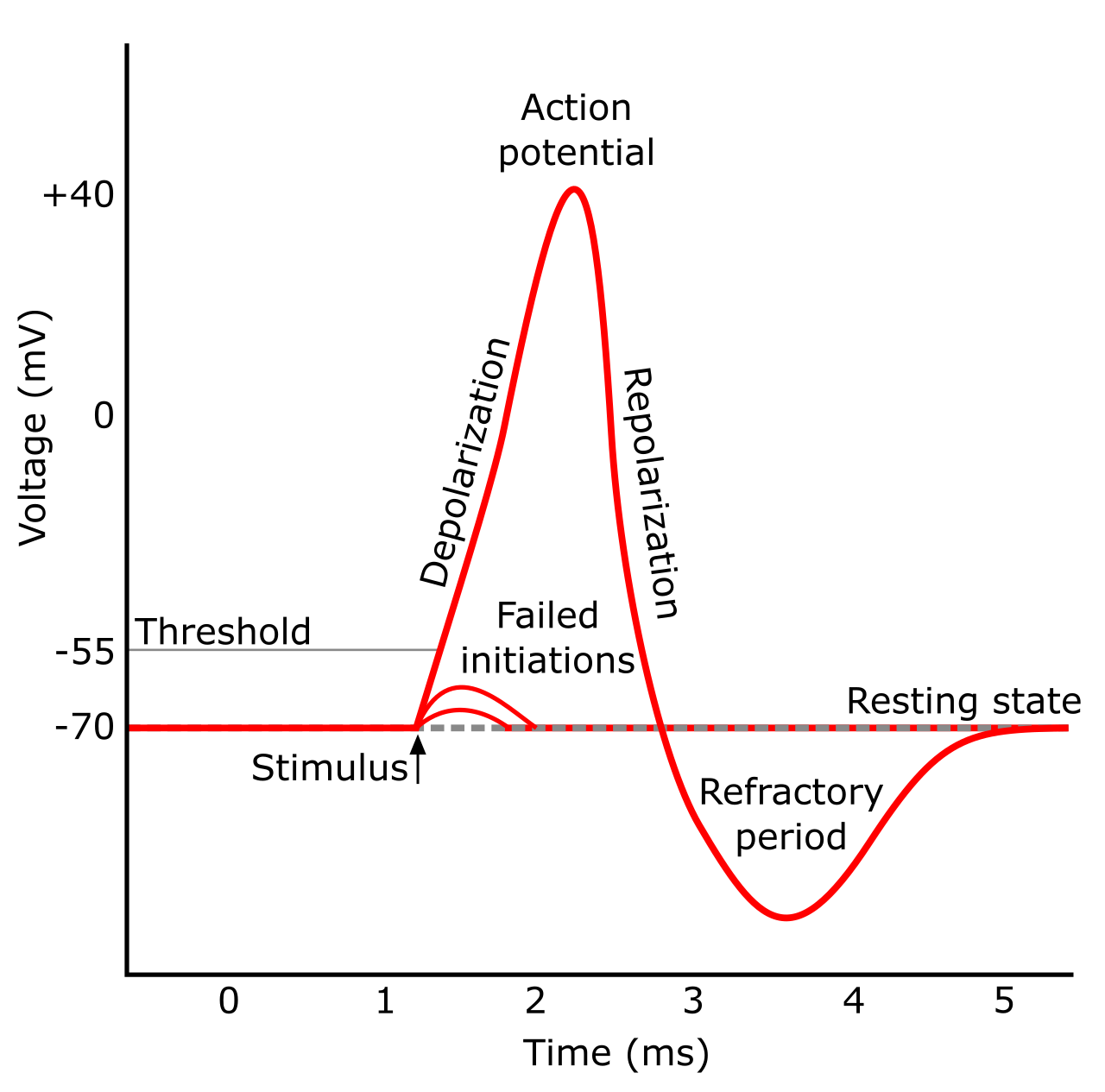 The phases of an action potential, driven by the rapid depolarization of the cell membrane via sodium influx, followed by repolarization via potassium efflux.
