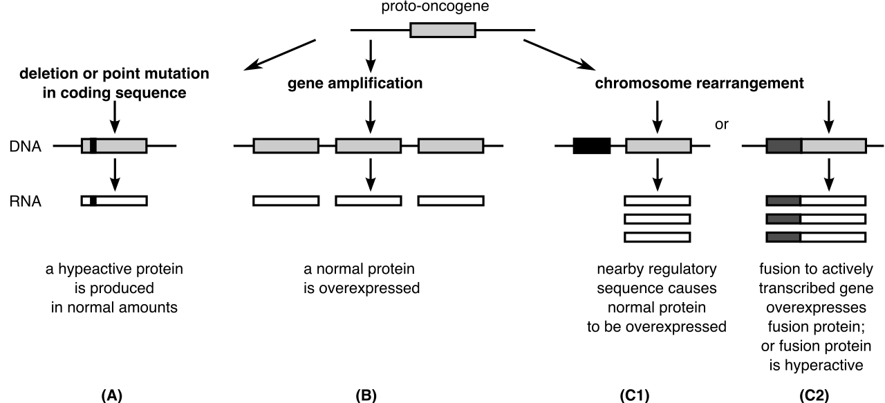 Mutations can transform a normal, structurally sound proto-oncogene into a hyperactive oncogene, essentially jamming the cellular accelerator to drive unregulated cell division.