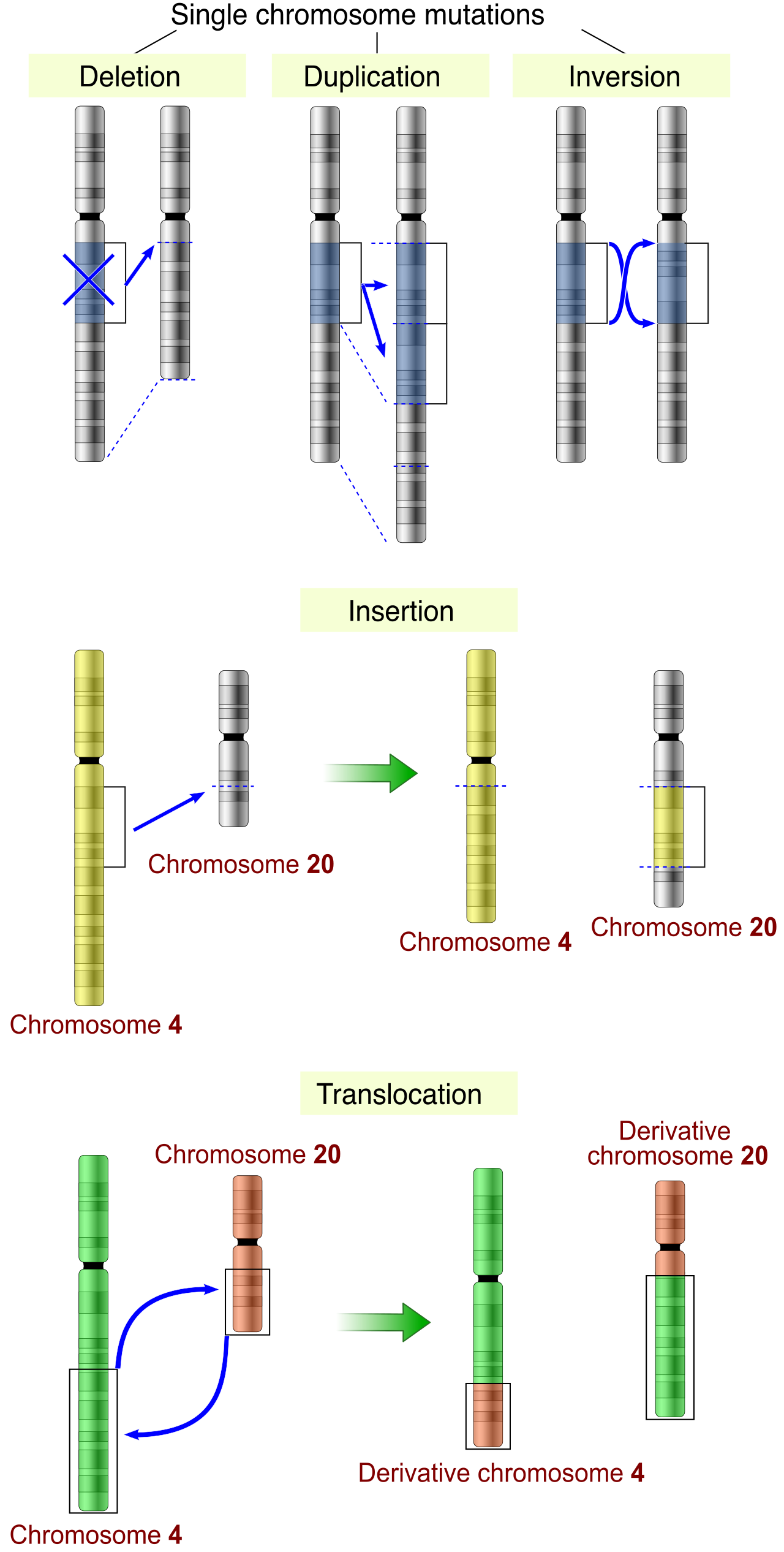 Chromosomal mutations operate on a macro-scale, drastically altering gene dosage and structure through deletion, duplication, inversion, insertion, and translocation.