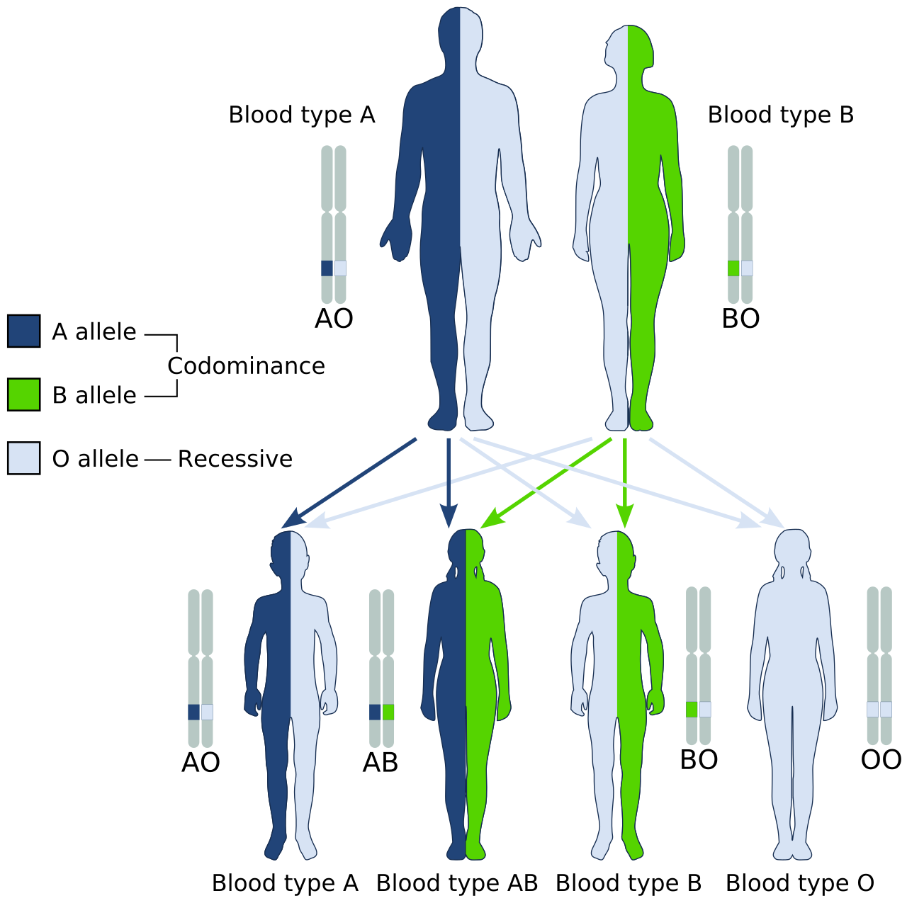 Codominance in the human ABO blood group system, illustrating how both A and B antigens are fully and simultaneously expressed in individuals with the AB phenotype.