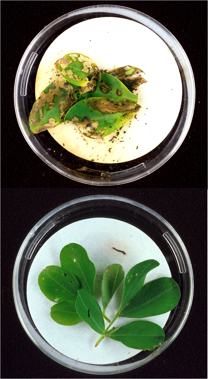 Leaves from a transgenic Bt peanut plant (bottom) remain largely unharmed by cornstalk borer larvae compared to wild-type leaves (top).