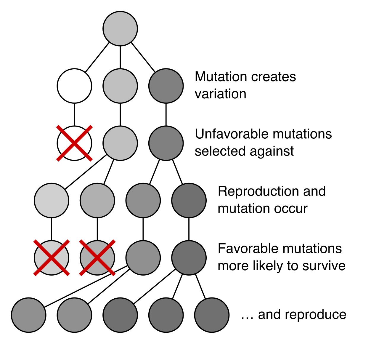 Over multiple generations, individuals with advantageous traits are statistically more likely to survive and reproduce, shifting the population's overall phenotype.