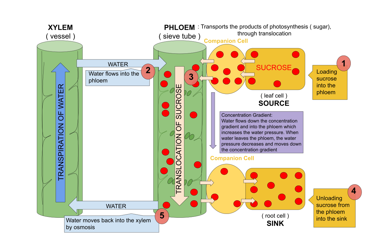 The pressure-flow hypothesis: active transport of sugars into the phloem draws in water via osmosis, creating positive hydrostatic pressure that drives sap toward sugar sinks.