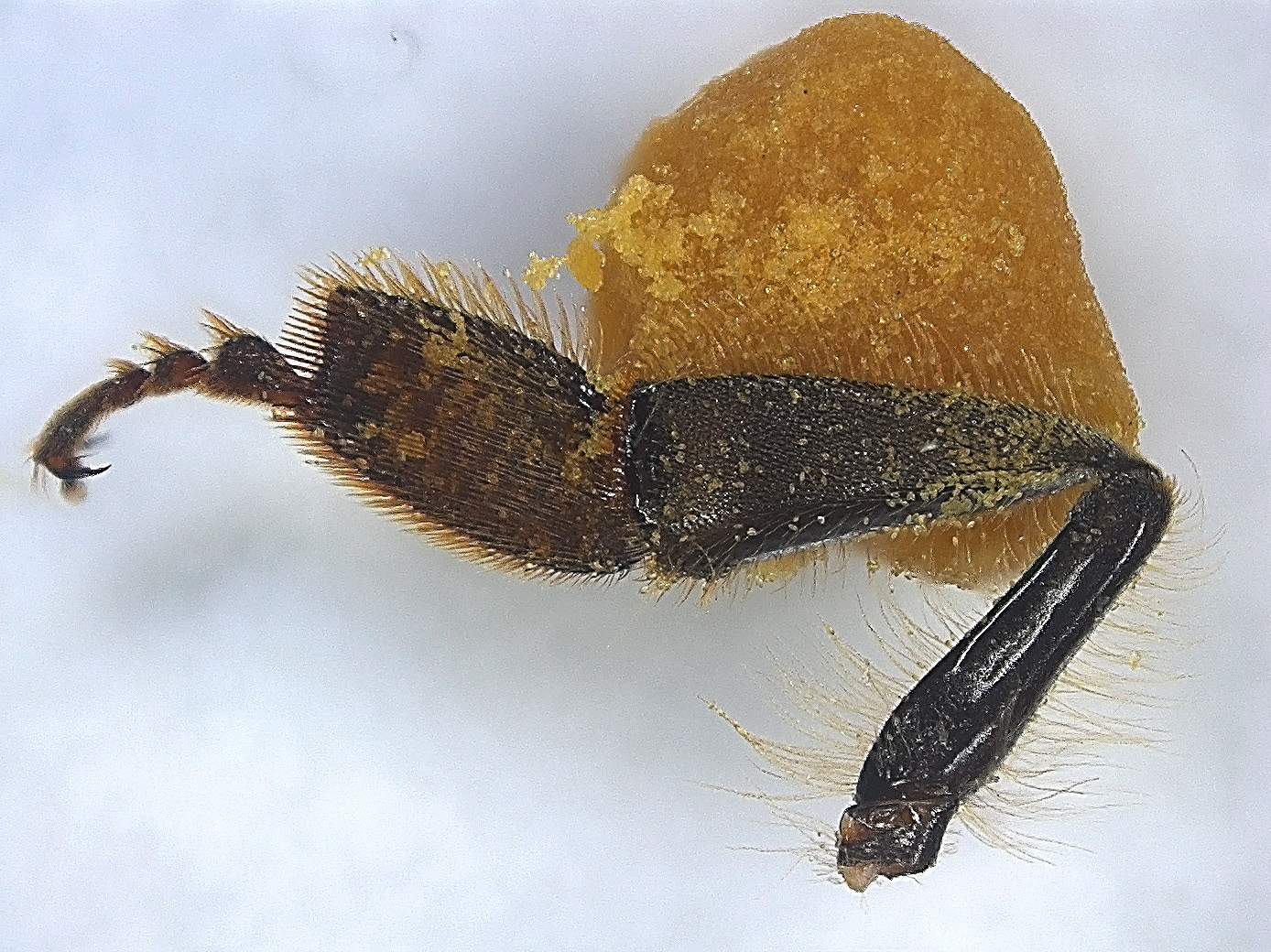 The mechanical transfer of pollen: a honey bee's hind leg equipped with a "pollen basket," showcasing how pollinators unknowingly transport plant genetic material as they forage.
