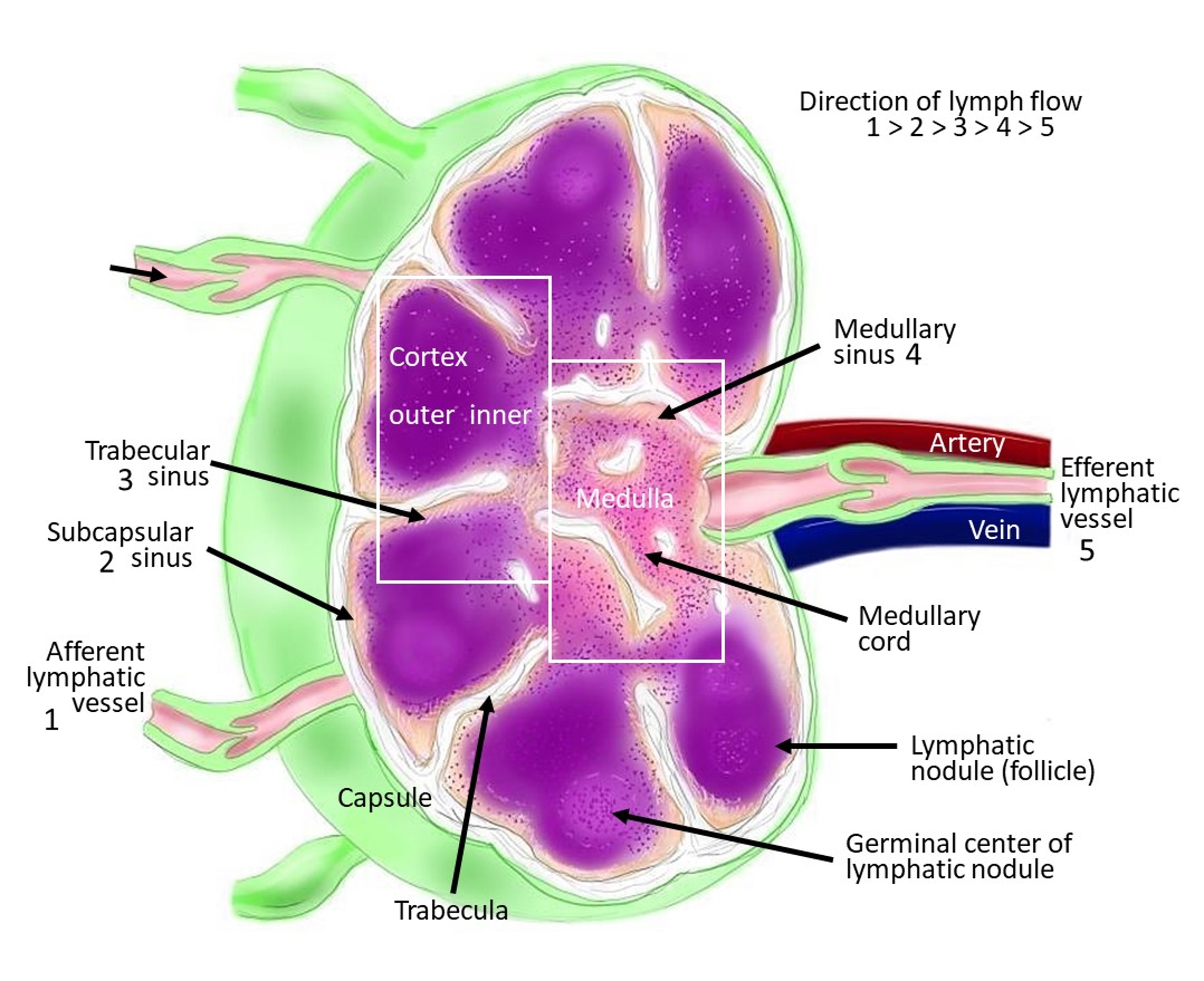 Labeled diagram of a human lymph node, showing how afferent lymphatic vessels deliver fluid into internal chambers packed with defensive lymphocytes to filter out biological threats.