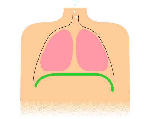 Animation of diaphragmatic breathing. Proper upright posture allows the diaphragm (shown in green) to fully contract and expand, generating the necessary air pressure for vocal projection.