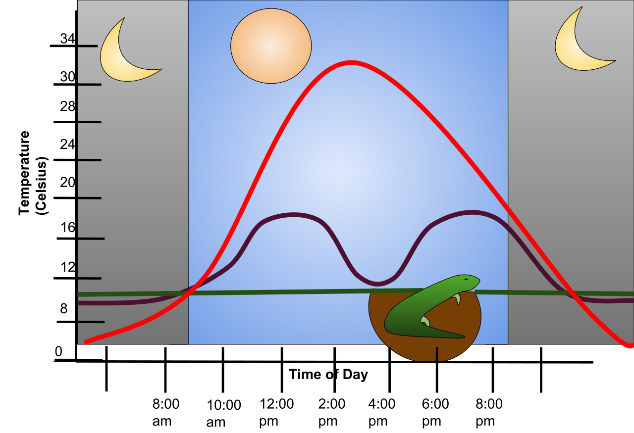 Lacking internal metabolic heating, ectotherms rely heavily on behavioral adaptations, such as moving between sunny basking spots and cool burrows, to regulate their temperature.