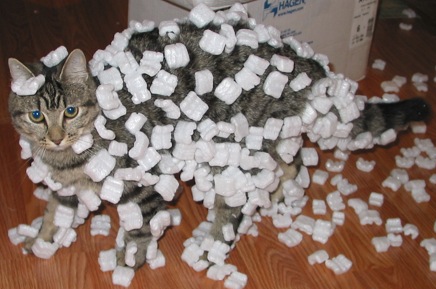 An imbalance of electric charge, known as static electricity, can cause lightweight objects to cling to charged surfaces. Here, a cat's fur has acquired a charge through friction (the triboelectric effect), applying an electrostatic force that attracts neutral foam peanuts.