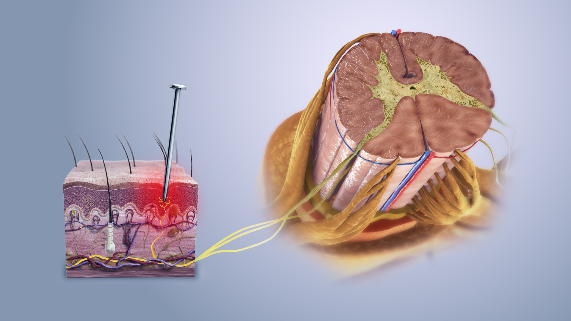 Diagram illustrating the mechanism of nociceptive pain as it travels from peripheral tissues, up the spinal cord, and into the brain.