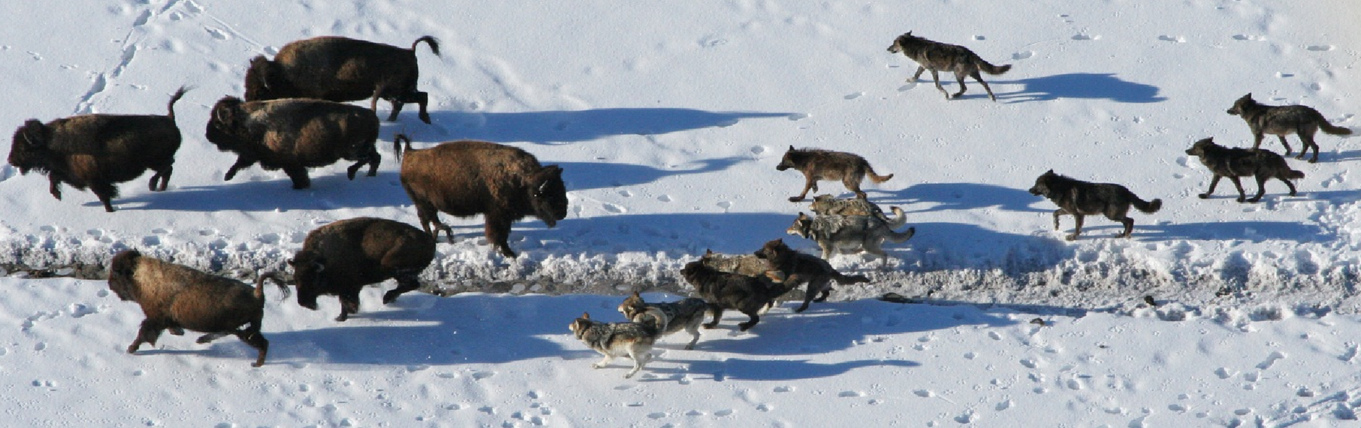 Social predators like wolves cooperate to hunt and tackle prey significantly larger than a single individual could handle alone, maximizing their foraging efficiency.