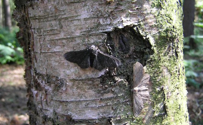 The peppered moth demonstrates that evolutionary "fitness" depends entirely on the environment. During the Industrial Revolution, soot darkened tree bark, making the dark-colored mutant moth highly fit for survival while the previously camouflaged light moth became easy prey.