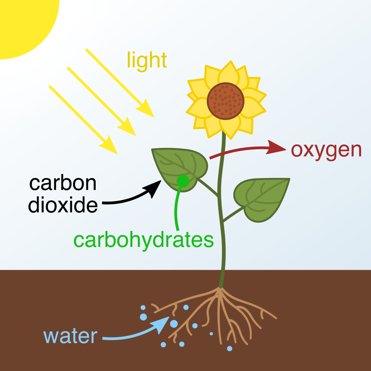 Complex academic content, such as the mechanisms of photosynthesis, requires Cognitive Academic Language Proficiency (CALP)—specialized vocabulary and syntax that takes years longer to develop than everyday conversational fluency.
