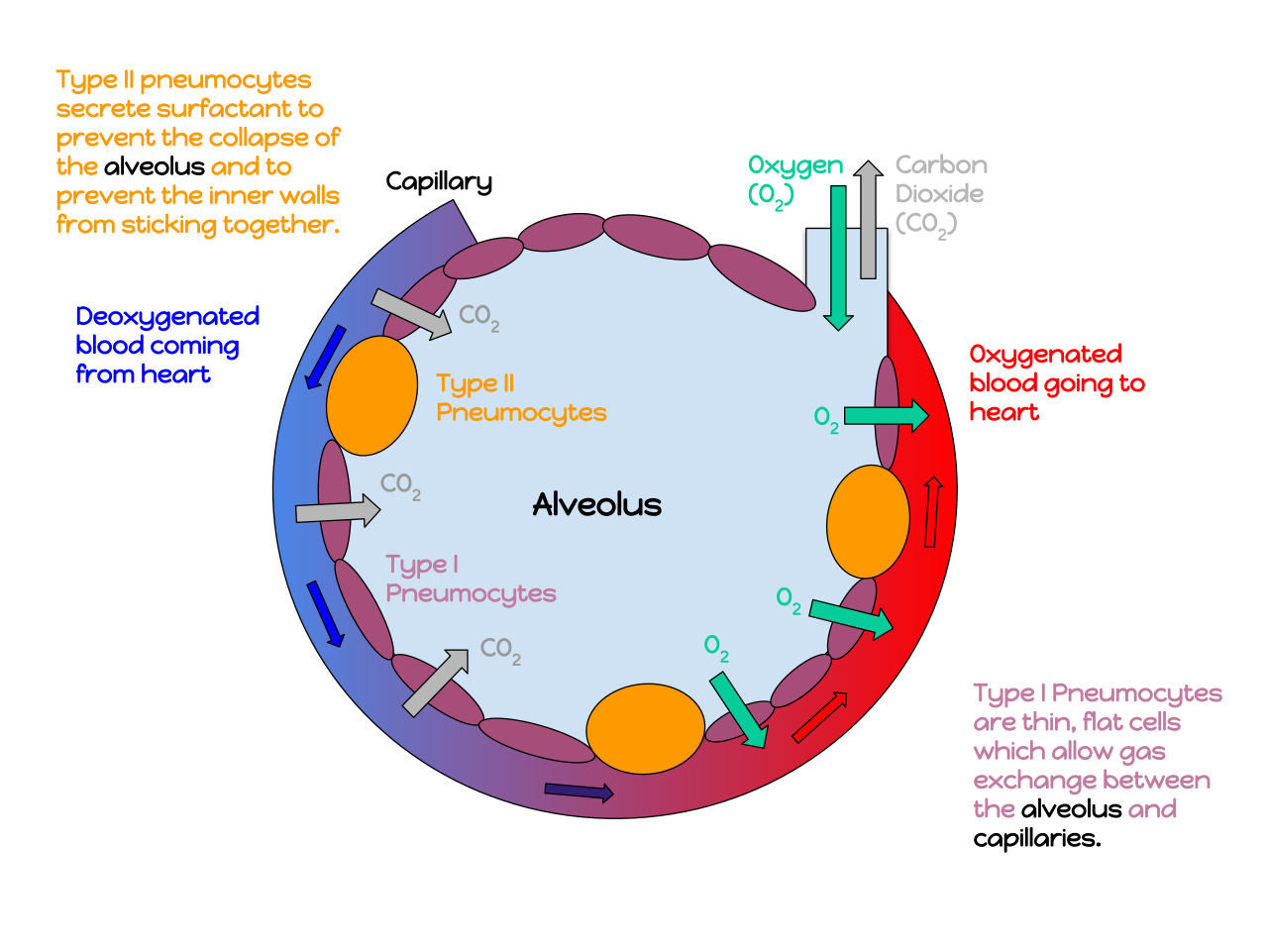 An annotated diagram of an alveolus, where pulmonary surfactant is required to maintain surface tension and prevent collapse during exhalation.
