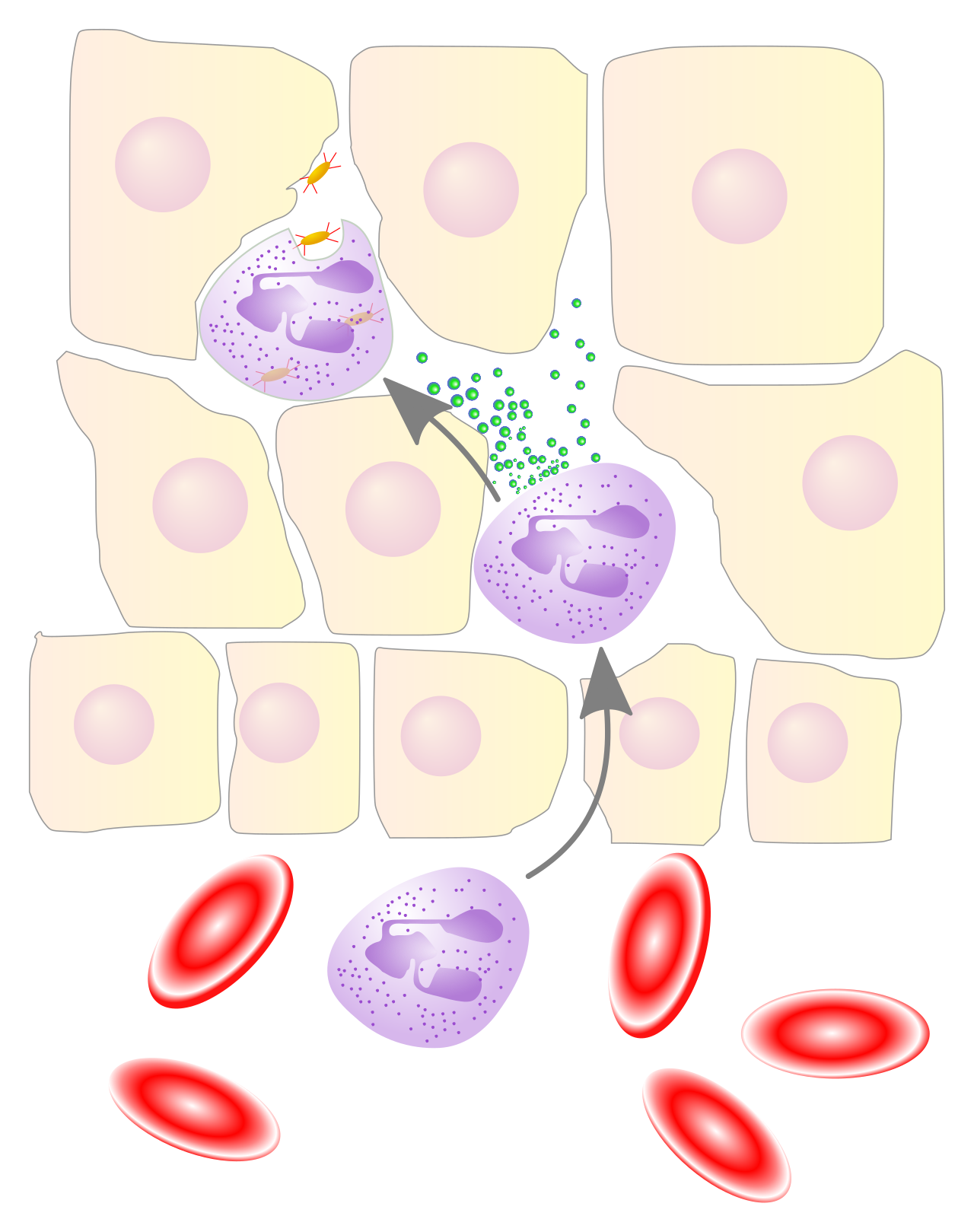 During the cellular phase of acute inflammation, neutrophils migrate from blood vessels to the site of injury to phagocytize debris and pathogens.