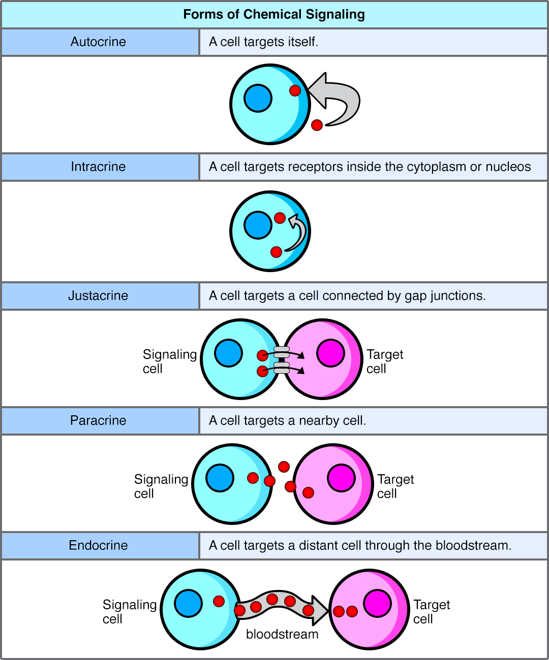Overview of the primary forms of cell signaling based on distance: autocrine, paracrine, endocrine, and synaptic signaling.