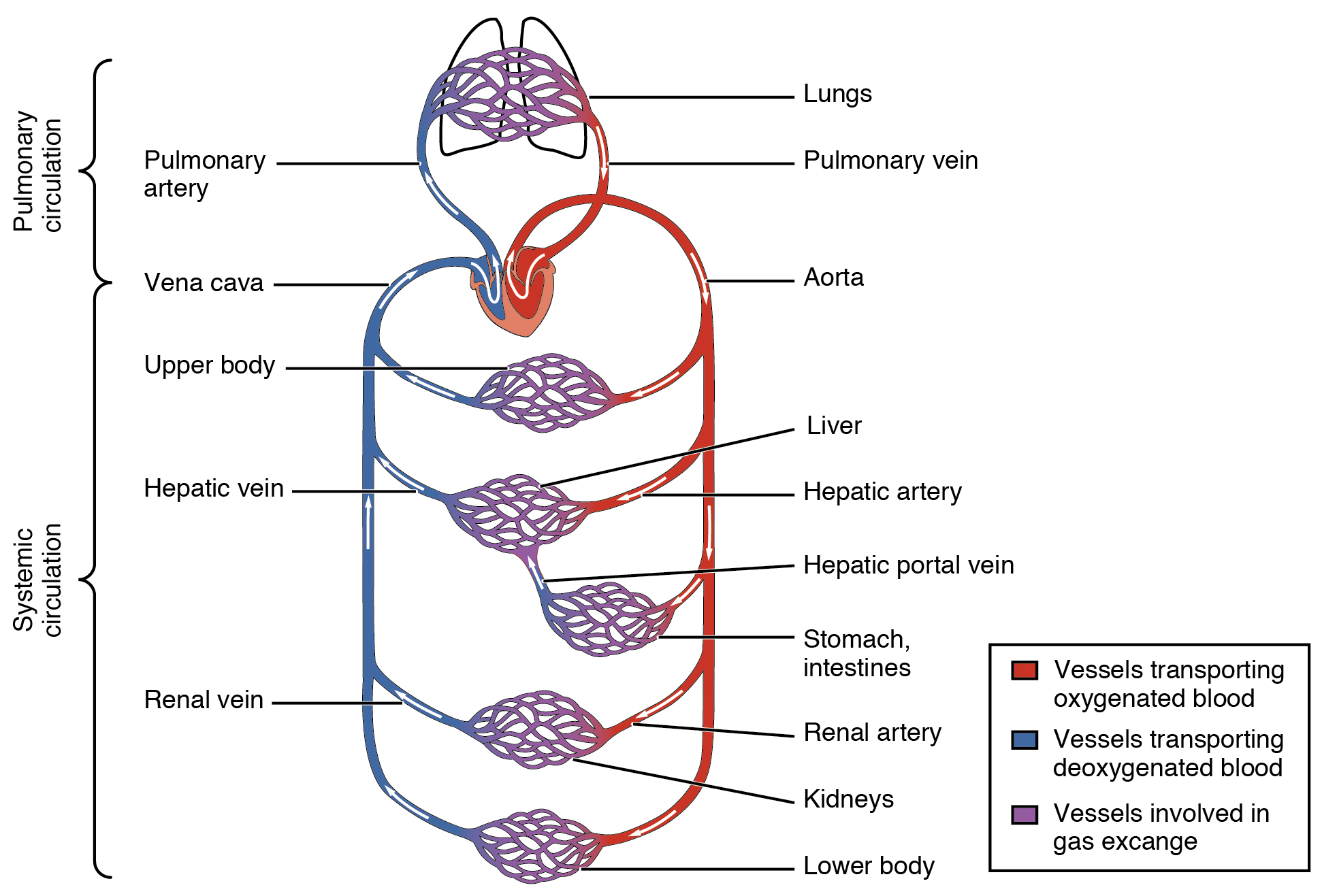 Just as a circulatory system distributes essential nutrients throughout the body, the housing market distributes economic and educational opportunities throughout a community.