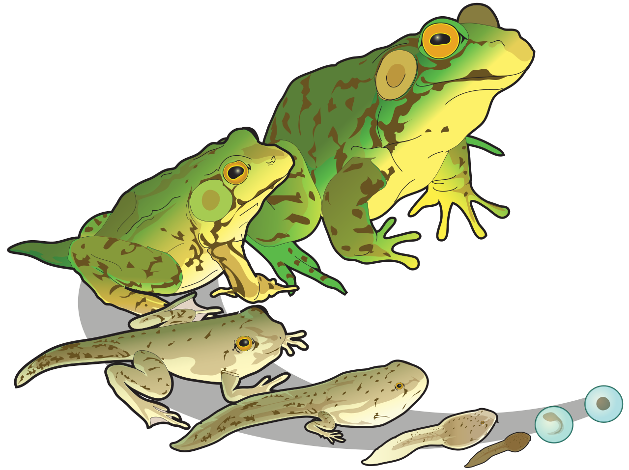 The life cycle of a frog demonstrates profound anatomical changes, transitioning from an aquatic tadpole equipped with gills to a terrestrial adult equipped with lungs.