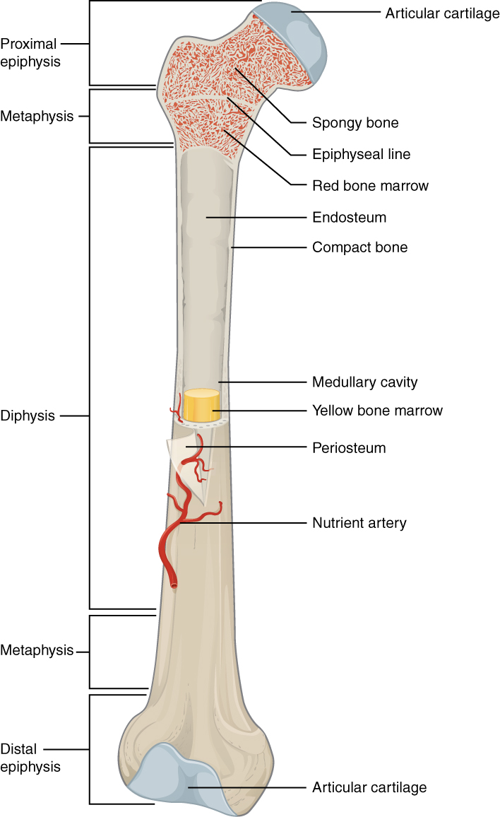 Anatomy of a long bone, detailing the dense outer compact bone and the inner spongy core where bone marrow actively produces new blood cells.