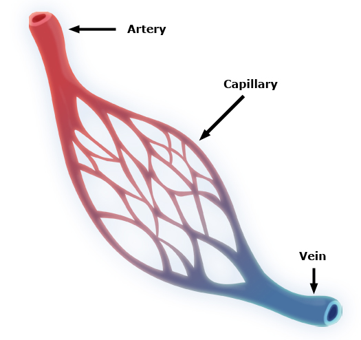 A capillary bed serving as the microscopic junction between the high-pressure arterial system and the low-pressure venous system.