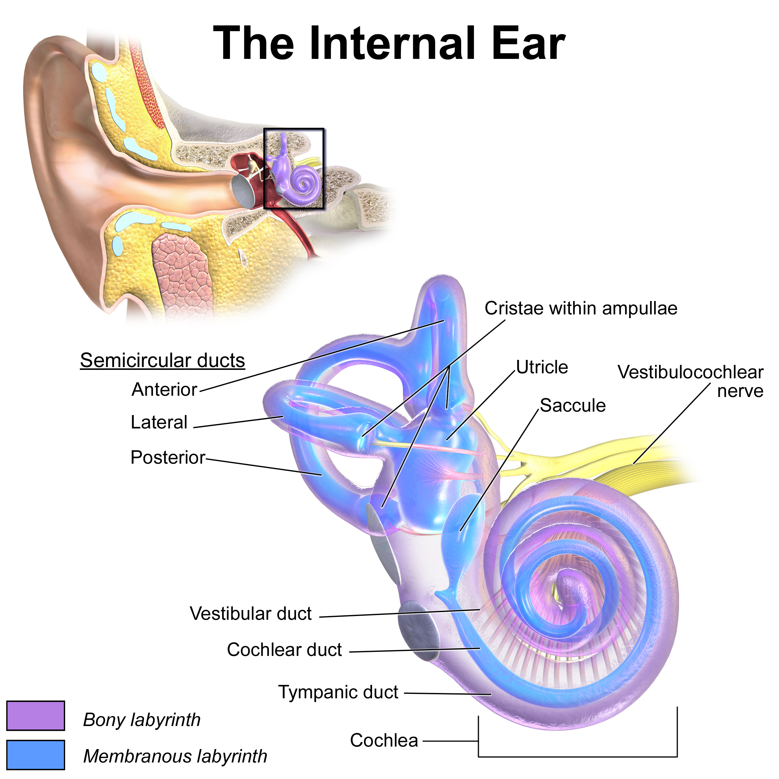 Wait time accounts for the physiological reality of processing: external sound waves must be physically transmitted through the ear anatomy and converted into nervous signals before the brain can decode them and formulate a response.